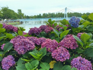 【高解像度】紫陽花と青い橋