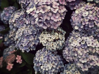 【高解像度】淡い色の紫陽花
