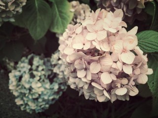 【高解像度】淡いピンク色の紫陽花