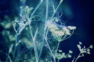【高解像度】蜘蛛の巣とフェンネルの花（3パターン）