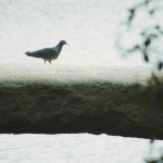 【高解像度】石橋を渡る鳩（2パターン）