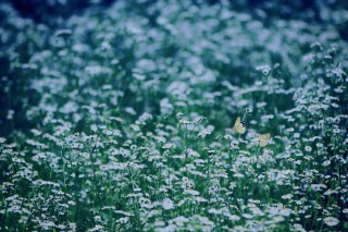 【高解像度】雪のような白い花畑と蝶（3パターン）