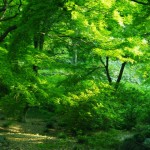 【高解像度】万緑の森林（3パターン）