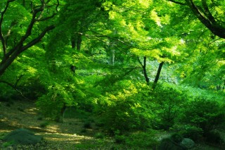 【高解像度】万緑の森林（3パターン）
