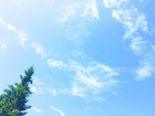 【高解像度】晴れた空と一本の木