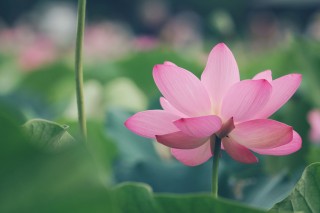 【高解像度】ピンク色の蓮が咲く穏やかな風景（3パターン）