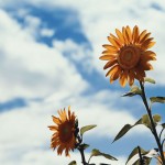 【高解像度】空に咲く向日葵（ヒマワリ）（3パターン）