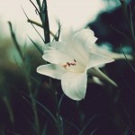 【高解像度】しっとりと咲くタカサゴユリ（3パターン）