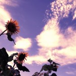 【高解像度】向日葵と夏空（3パターン）