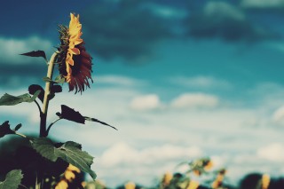 【高解像度】ひまわり畑を見つめる向日葵（3パターン）