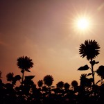 【高解像度】太陽と向日葵のシルエット（2パターン）