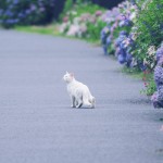 【高解像度】紫陽花と白猫（3パターン）