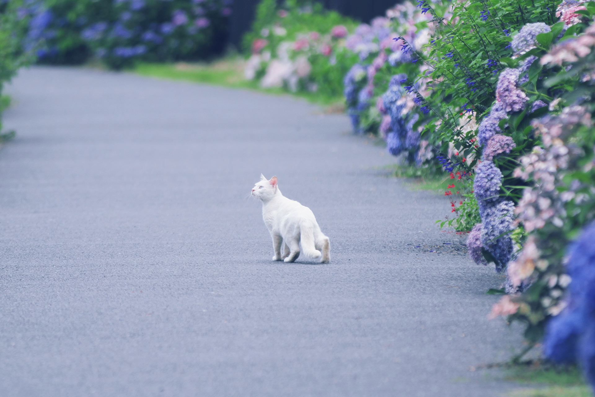 高解像度 紫陽花と白猫 3パターン Neo Himeism