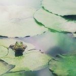 【高解像度】葉の上の蛙（カエル）（3パターン）