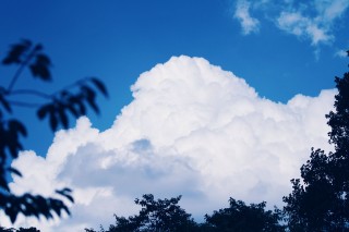 【高解像度】入道雲と葉のシルエット（3パターン）