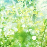 【高解像度】キラキラ光る雨粒と緑（3パターン）