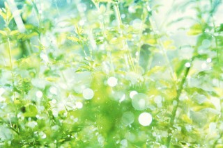 【高解像度】キラキラ光る雨粒と緑（3パターン）