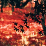 【高解像度】紅葉と彼岸花畑（3パターン）
