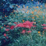 【高解像度】咲き乱れる彼岸花とコスモス（3パターン）