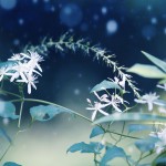 【高解像度】幻想的な雰囲気の仙人草（センニンソウ）（3パターン）