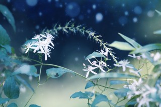 【高解像度】幻想的な雰囲気の仙人草（センニンソウ）（3パターン）