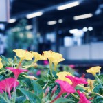 【高解像度】駅のホームと白粉花（オシロイバナ）（3パターン）