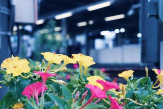 【高解像度】駅のホームと白粉花（オシロイバナ）（3パターン）