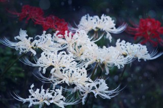 【高解像度】群生する白い彼岸花（3パターン）