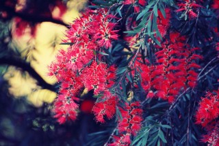【高解像度】ブラシノキの赤い花（3パターン）
