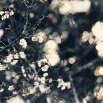 【高解像度】秋に咲く十月桜（ジュウガツザクラ）（3パターン）