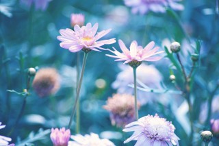 【高解像度】花畑に咲く二輪の花（3パターン）