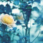 【高解像度】一輪の黄色い薔薇（バラ）（3パターン）
