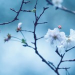 【高解像度】寂しげな十月桜（ジュウガツザクラ）（3パターン）