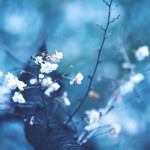 【高解像度】見上げる十月桜（ジュウガツザクラ）（3パターン）