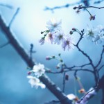 【高解像度】ぼんやりした光と十月桜（ジュウガツザクラ）（3パターン）