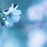 【高解像度】一輪の十月桜（ジュウガツザクラ）（3パターン）