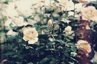 【高解像度】色褪せた雰囲気の薔薇（バラ）（3パターン）