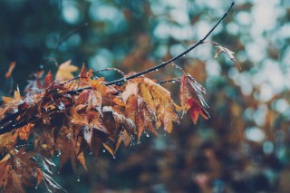 【高解像度】雨の中の木の葉（3パターン）