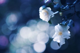 【高解像度】白い山茶花（サザンカ）（3パターン）