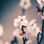 【高解像度】白梅の花（3パターン）