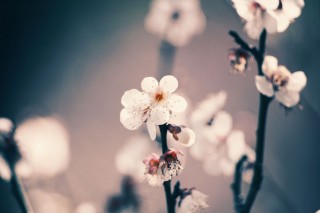 【高解像度】白梅の花（3パターン）