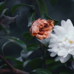 【高解像度】山茶花（サザンカ）の栄枯（3パターン）