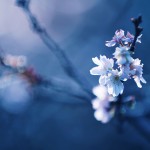 【高解像度】ひと枝の十月桜（ジュウガツザクラ）（3パターン）