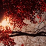 【高解像度】紅葉から覗く太陽（3パターン）