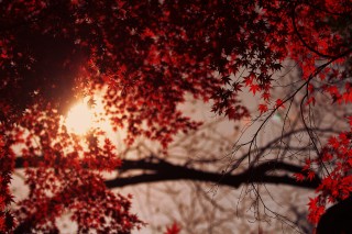 【高解像度】紅葉から覗く太陽（3パターン）