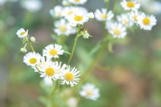 【高解像度】ふんわりした雰囲気の白い花（3パターン）
