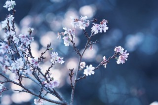 【高解像度】降る光と十月桜（ジュウガツザクラ）（3パターン）