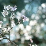 【高解像度】木漏れ日と十月桜（ジュウガツザクラ）（3パターン）