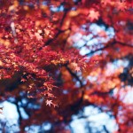 【高解像度】空を覆う紅葉（3パターン）