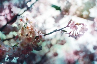 【高解像度】滲む景色と桜（3パターン）